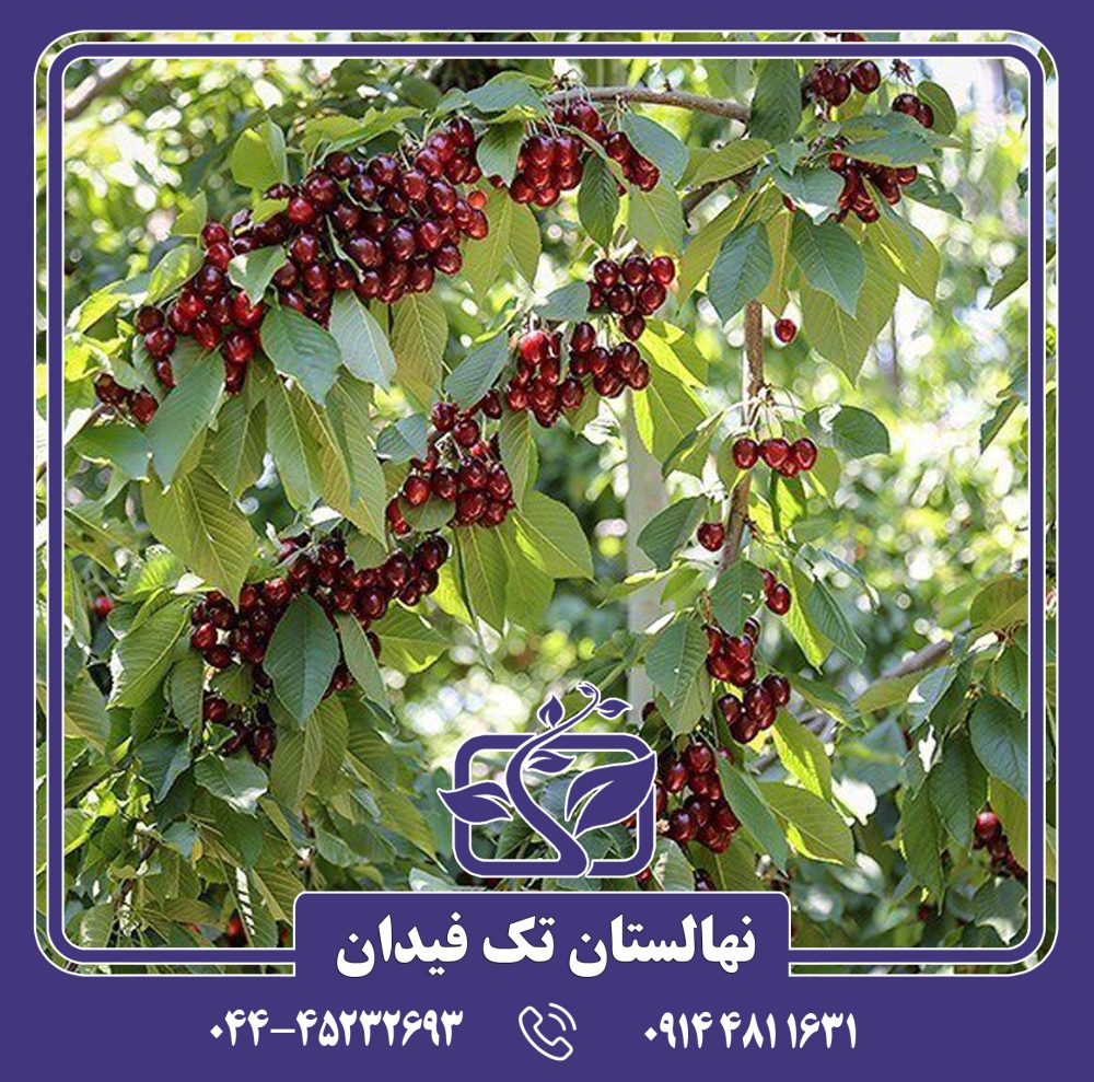 نهال گیلاس شاندیز