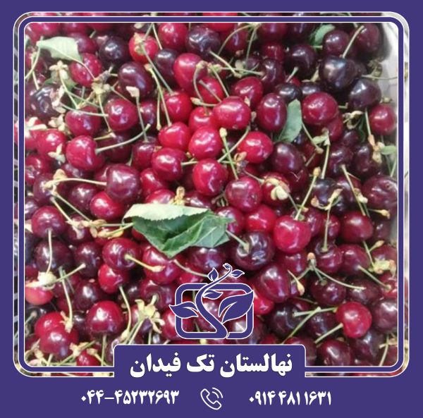 نهال گیلاس شاندیز