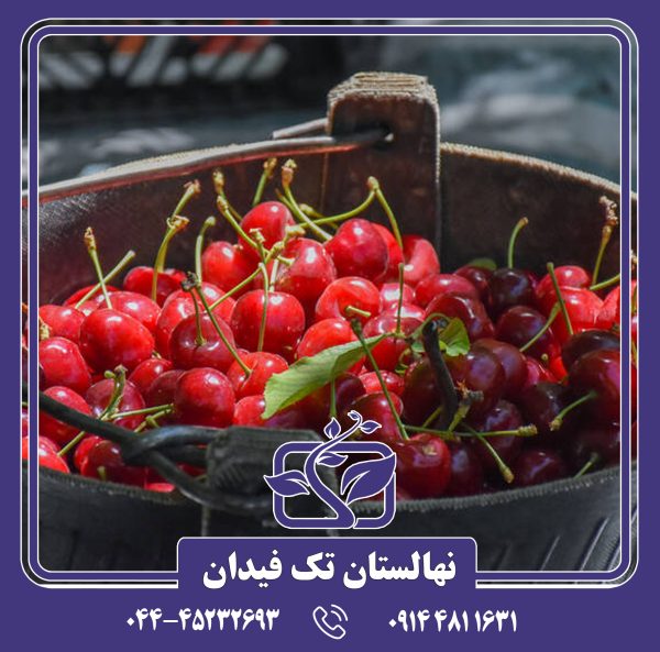 نهال گیلاس عدلی