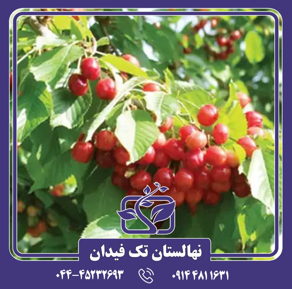 نهال گیلاس عدلی