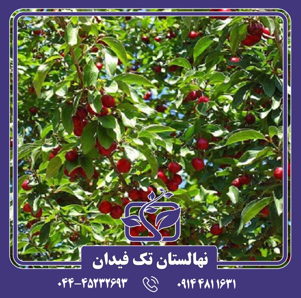 نهال گیلاس عدلی