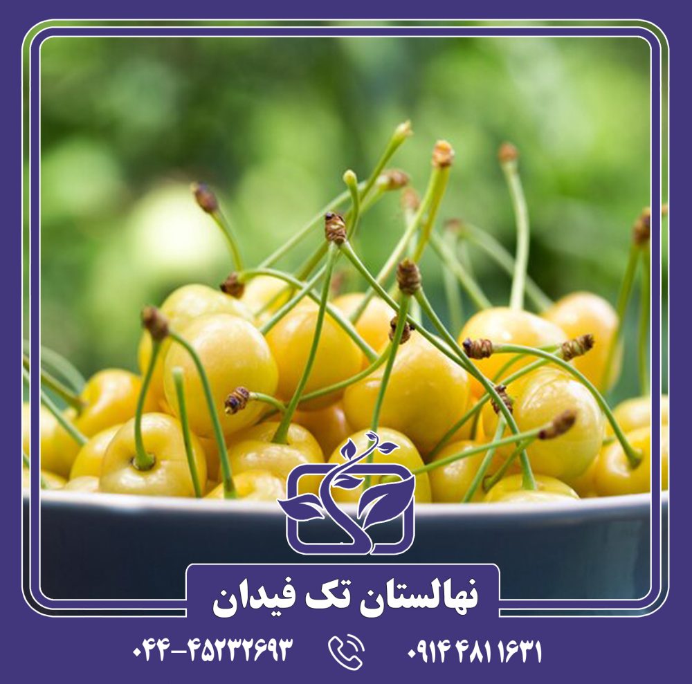 نهال گیلاس عسلی