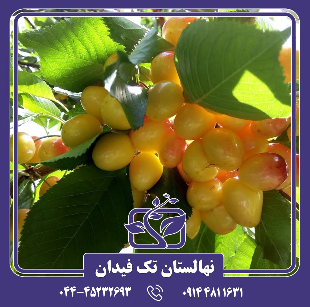 نهال گیلاس عسلی