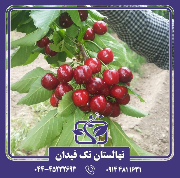 نهال گیلاس عطار