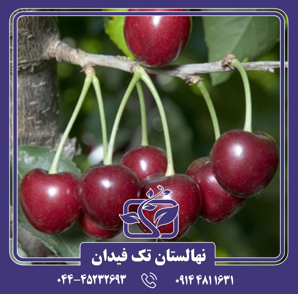 نهال گیلاس لامبرت