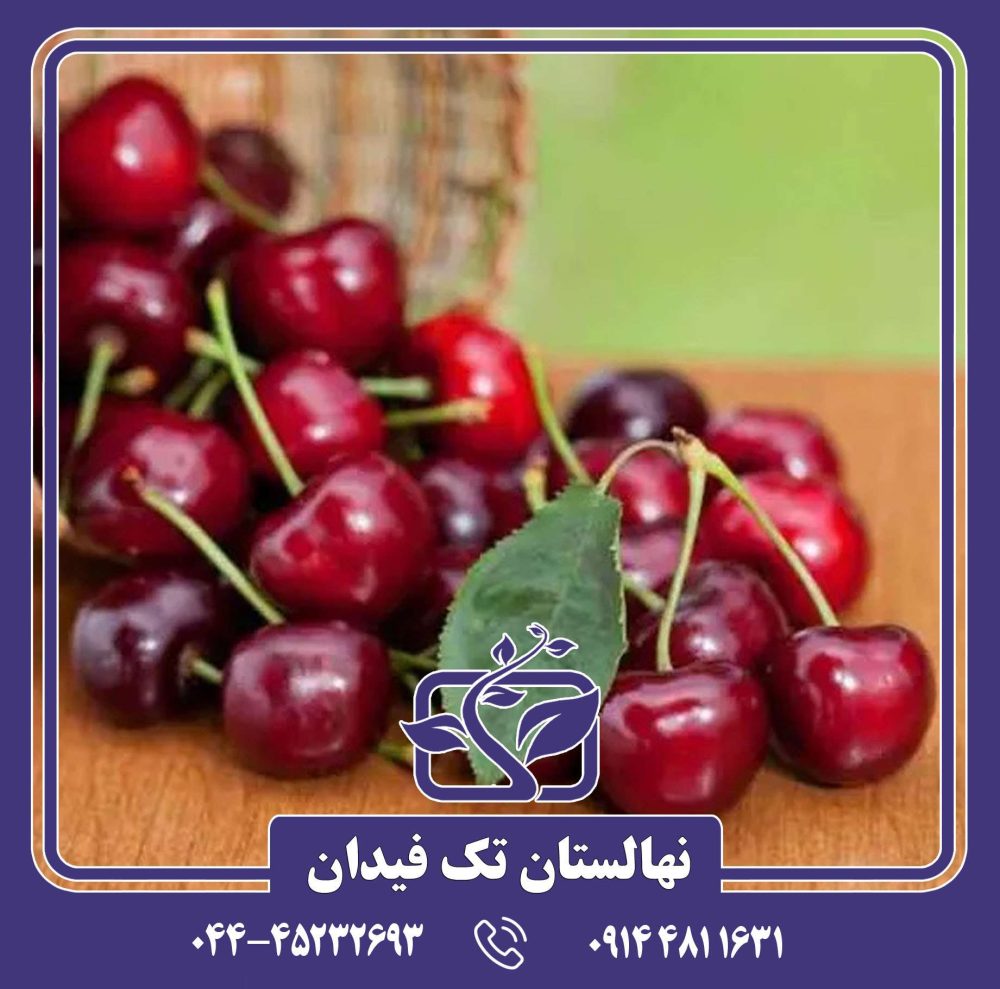 نهال گیلاس لامبرت