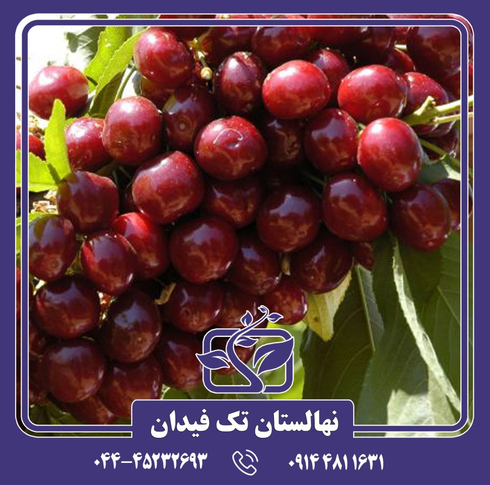 نهال گیلاس لاپینز