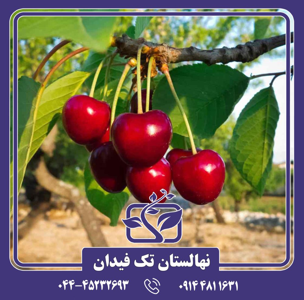 نهال گیلاس لاپینز