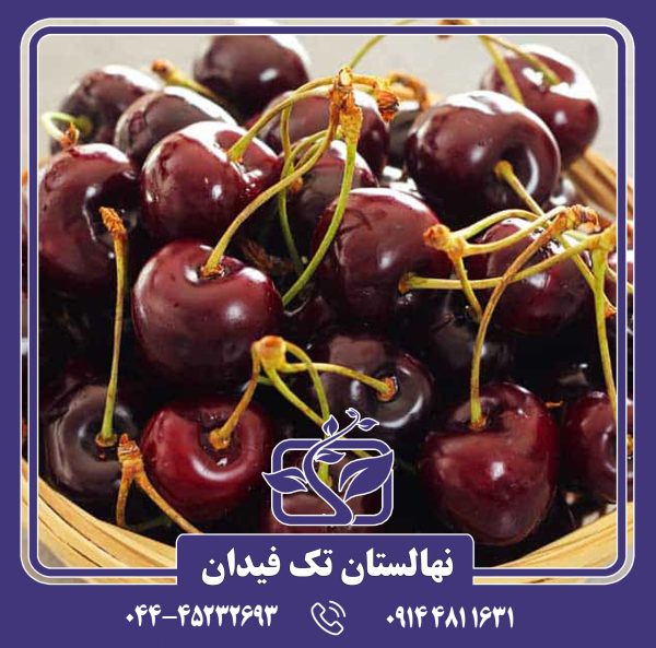 نهال گیلاس لاپینز