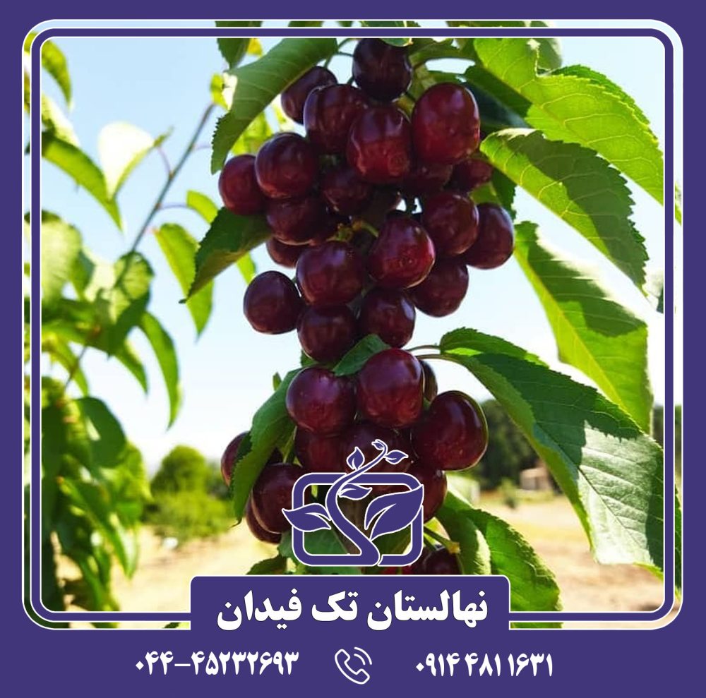 نهال گیلاس لاپینز