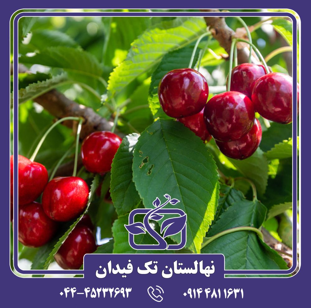 نهال گیلاس لاپینز