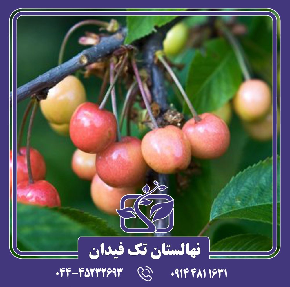 نهال گیلاس مرتون گلوری