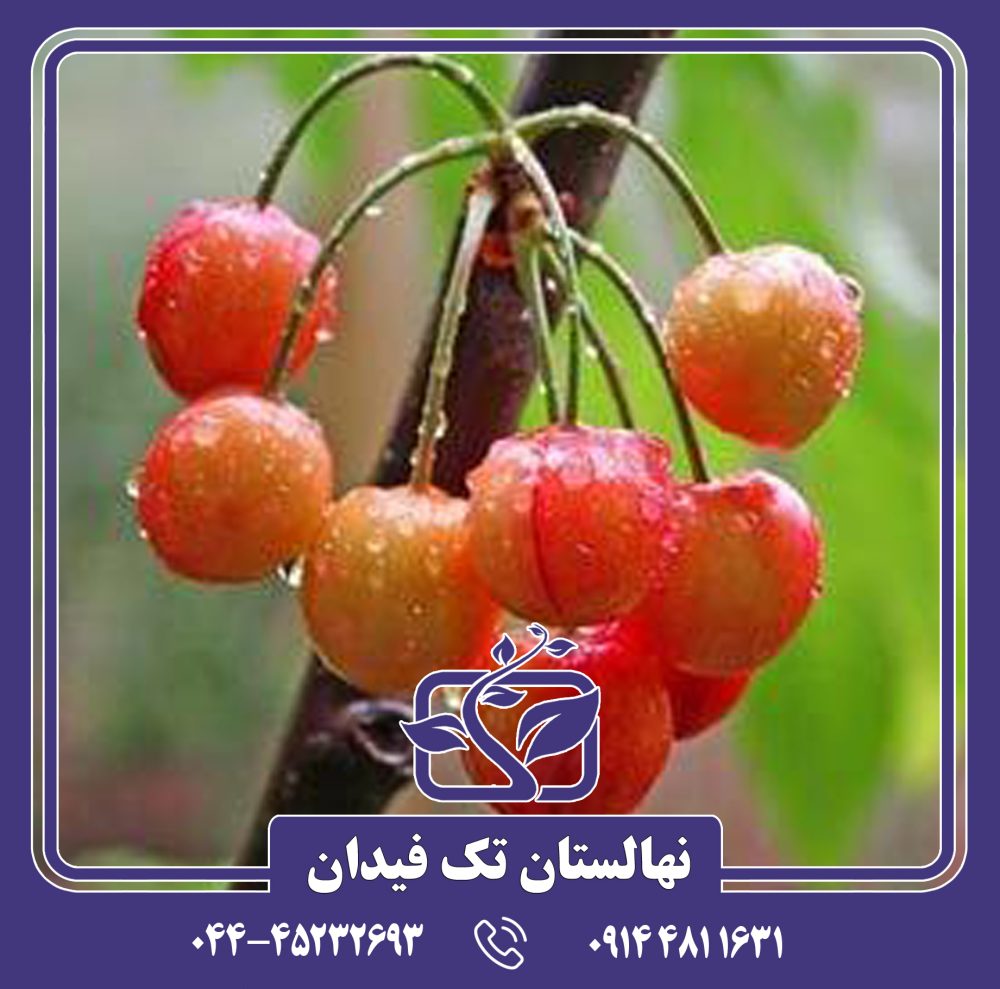 نهال گیلاس مرتون گلوری