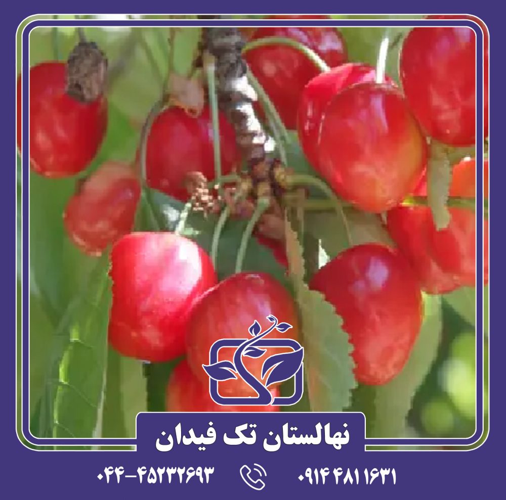 نهال گیلاس مرتون گلوری