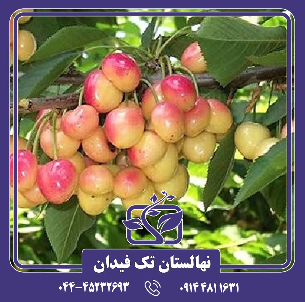 نهال گیلاس مرتون گلوری