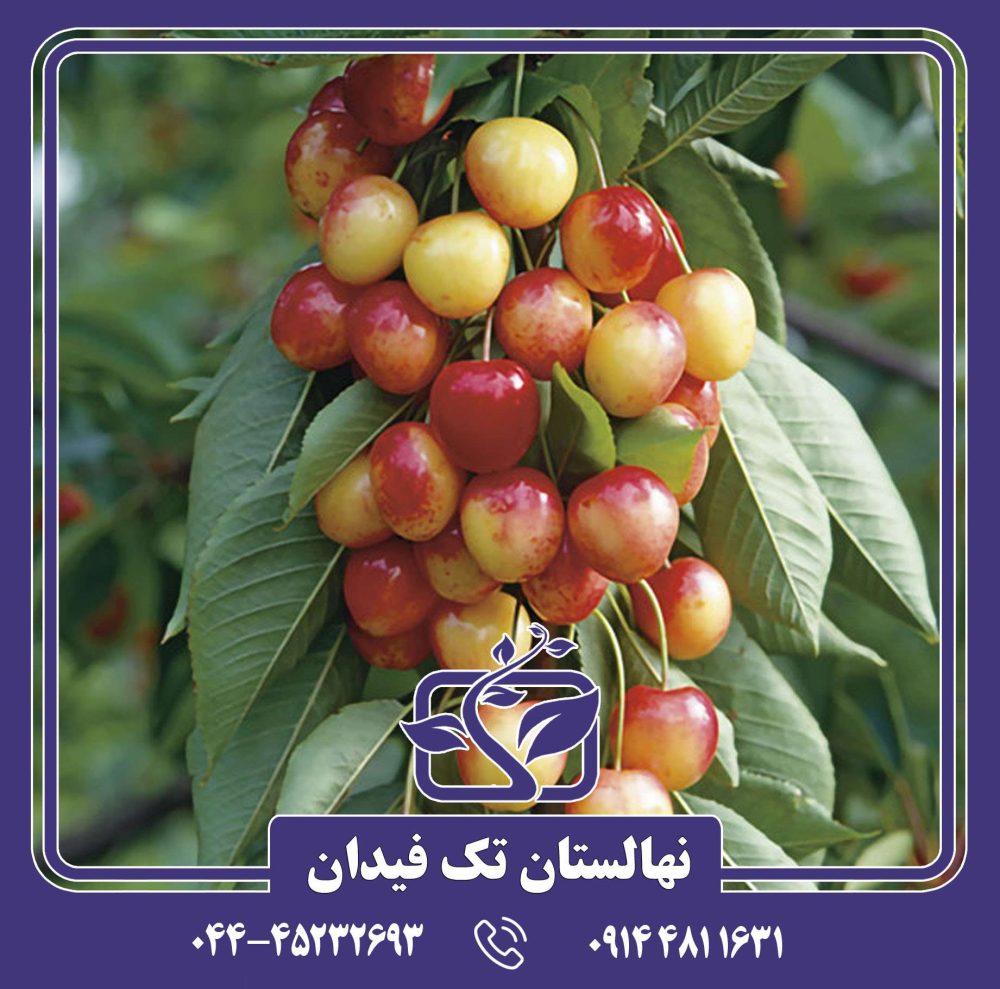 نهال گیلاس ناپلئونی رویال آن