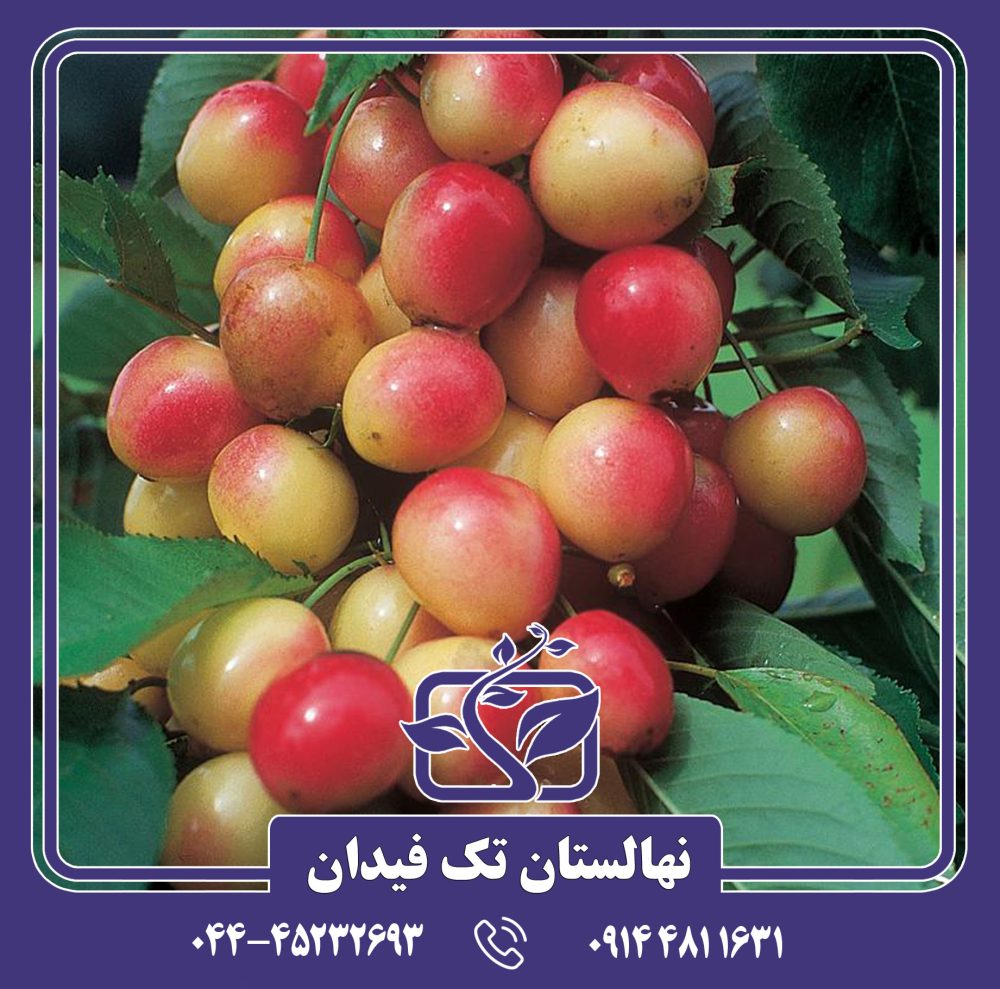 نهال گیلاس ناپلئونی رویال آن