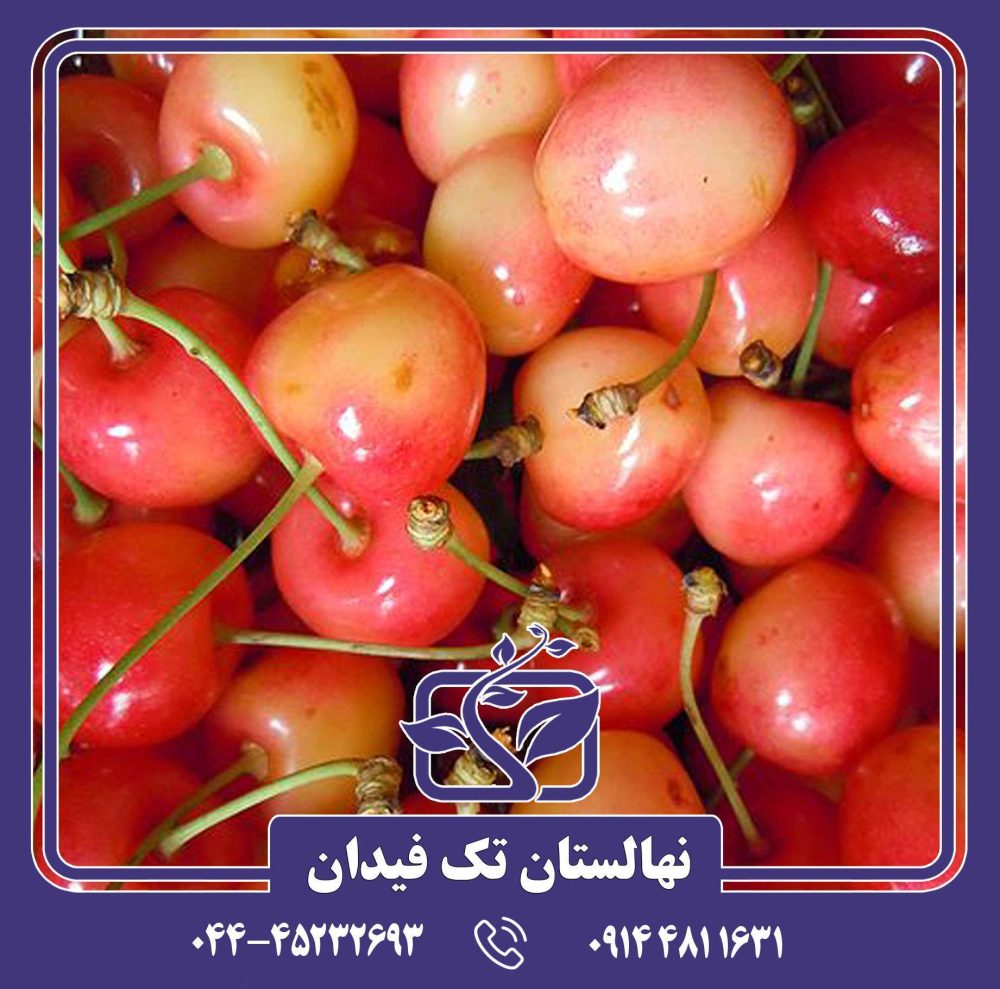 نهال گیلاس ناپلئونی رویال آن