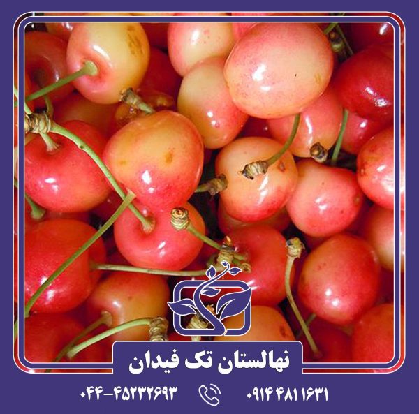 نهال گیلاس ناپلئونی رویال آن