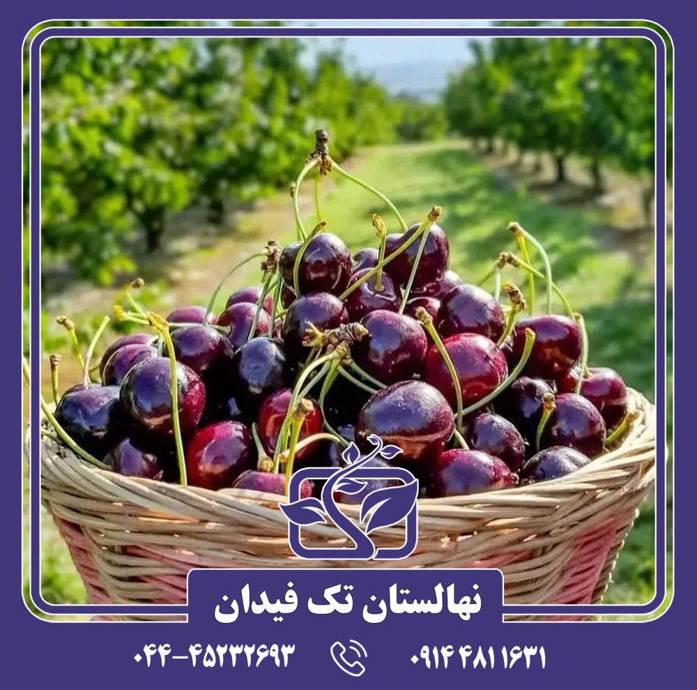 نهال گیلاس نیواستار