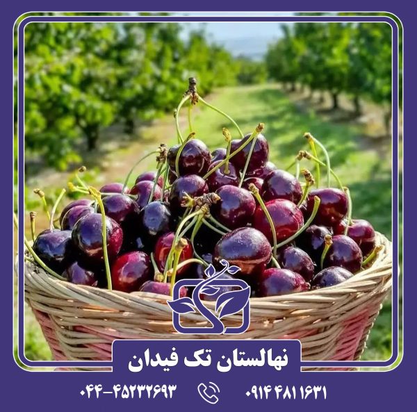 نهال گیلاس نیواستار