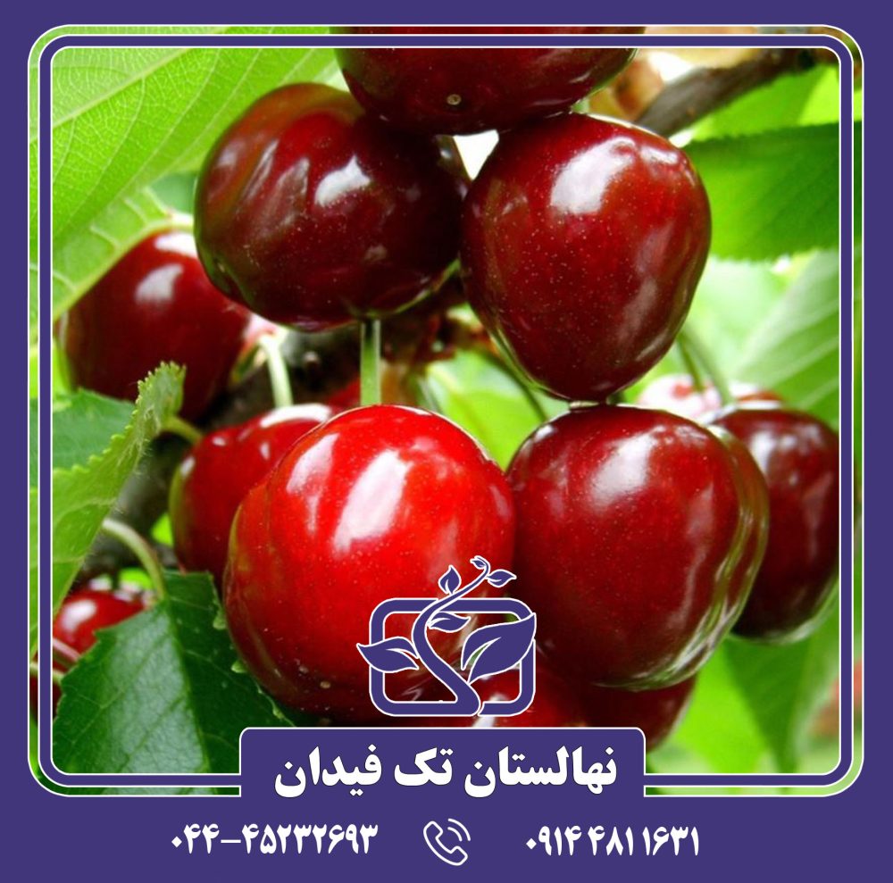 نهال گیلاس نیواستار