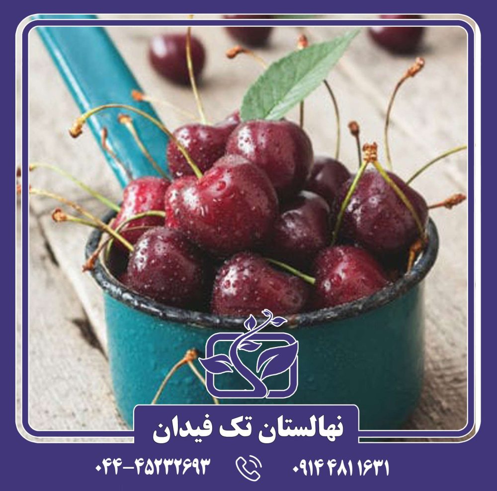 نهال گیلاس وان