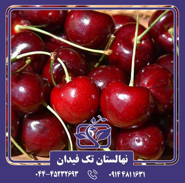 نهال گیلاس وان