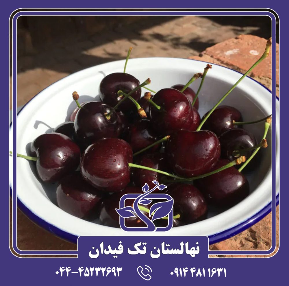 نهال گیلاس واندا