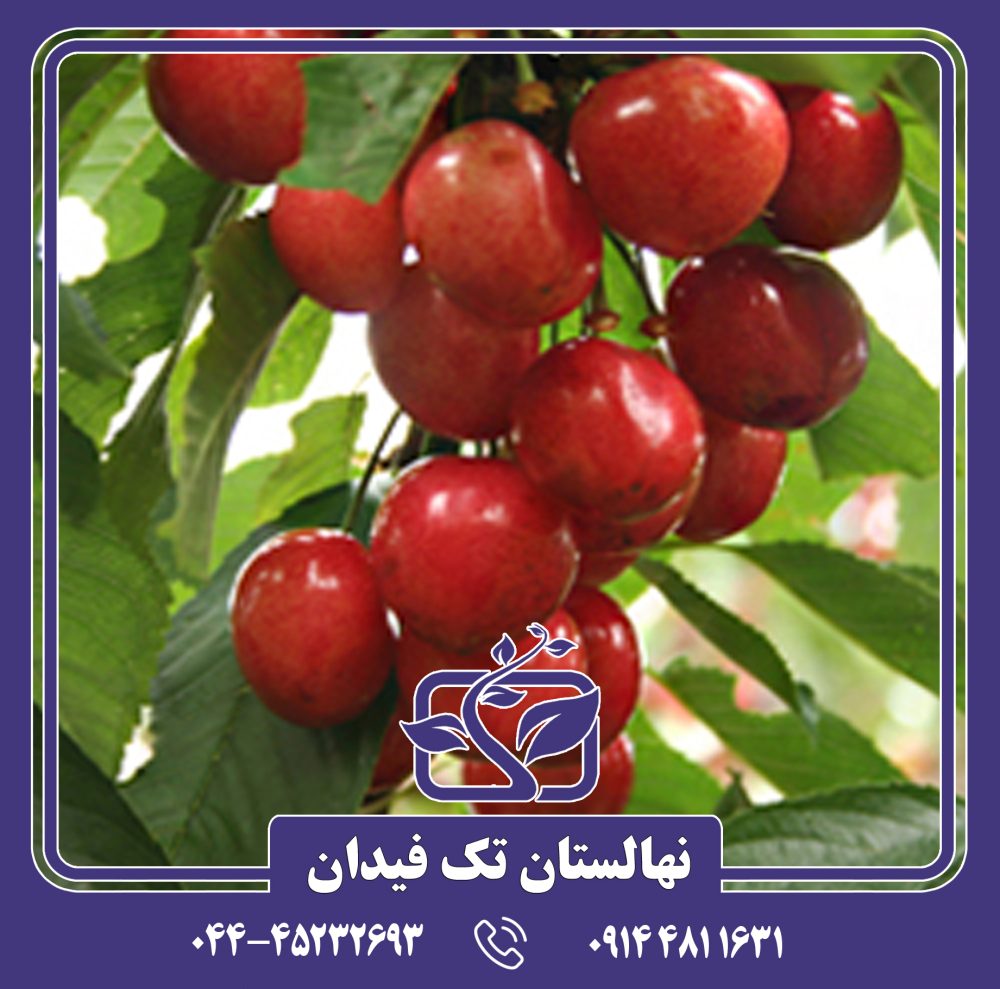 نهال گیلاس واندا