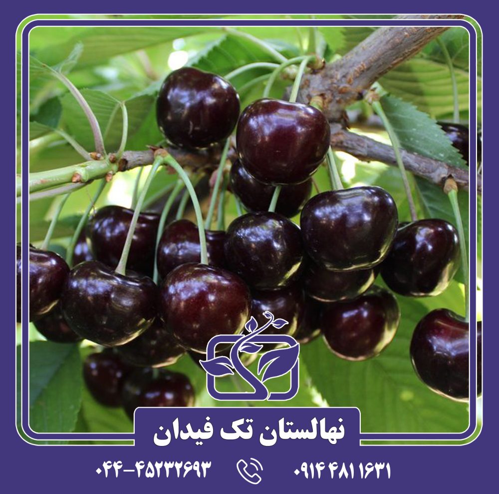 نهال گیلاس واندا