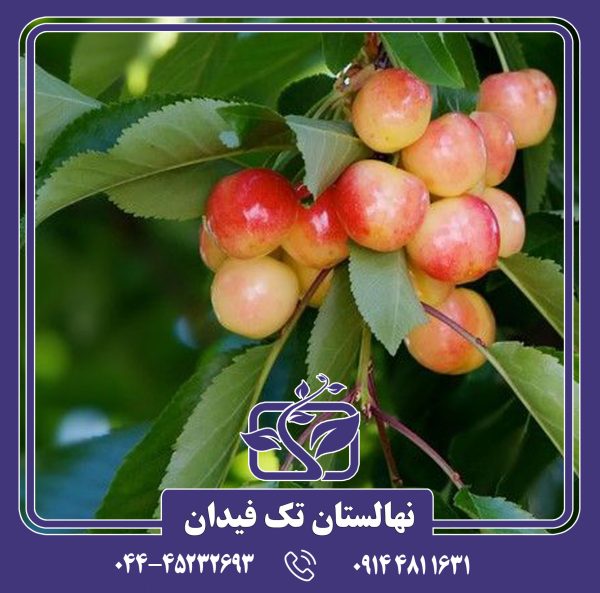 نهال گیلاس وایت گلد