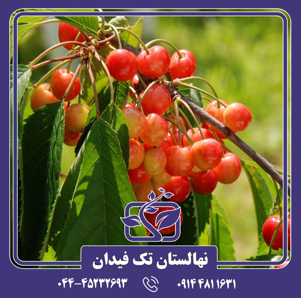 نهال گیلاس وایت گلد