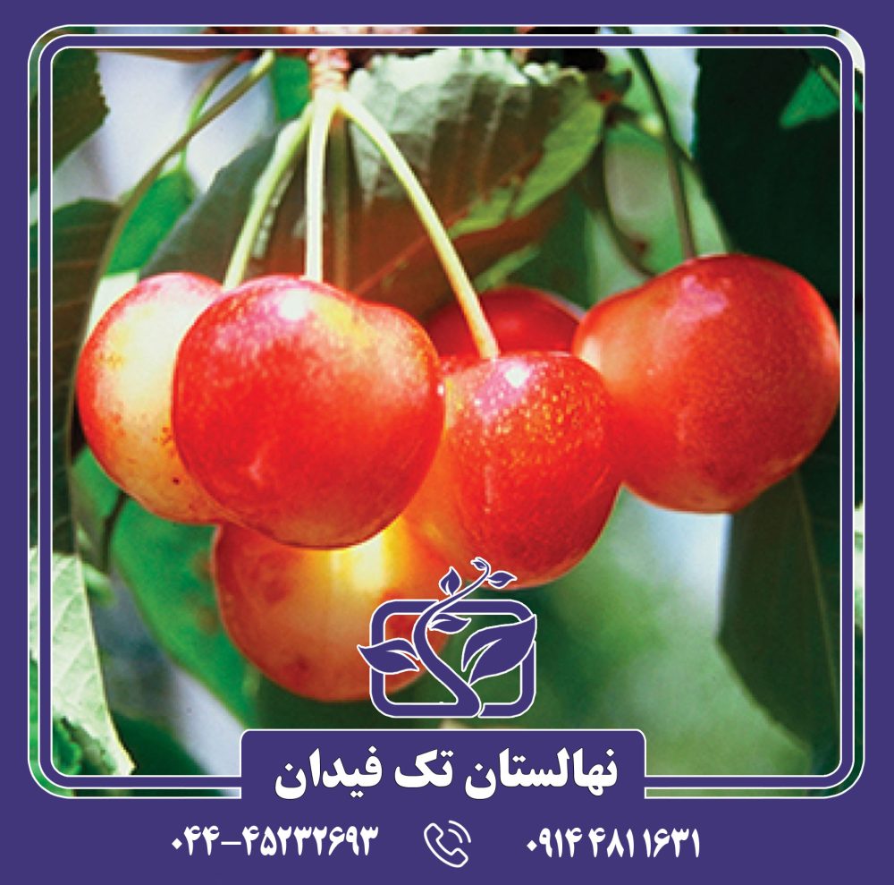 نهال گیلاس وایت گلد