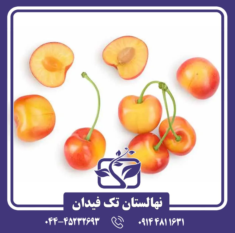 نهال گیلاس وایت گلد