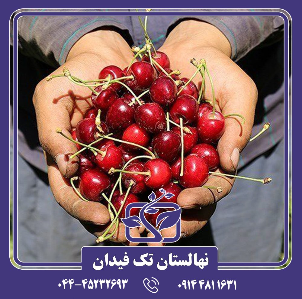 نهال گیلاس وگا