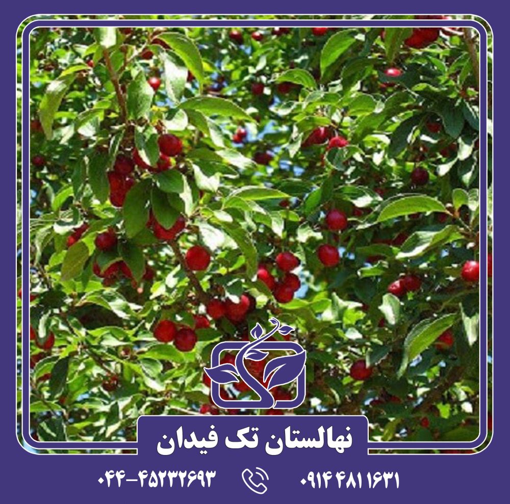 نهال گیلاس وگا