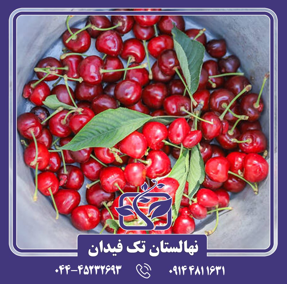 نهال گیلاس وگا