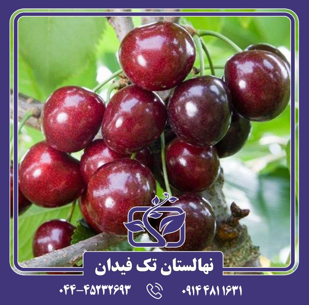 نهال گیلاس پنی