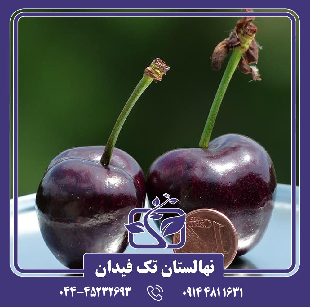 نهال گیلاس پنی