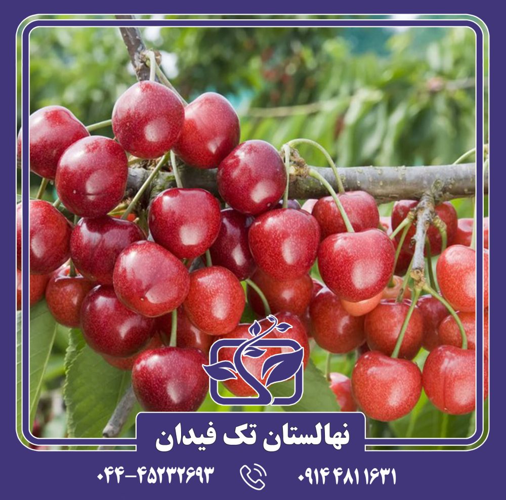 نهال گیلاس پنی