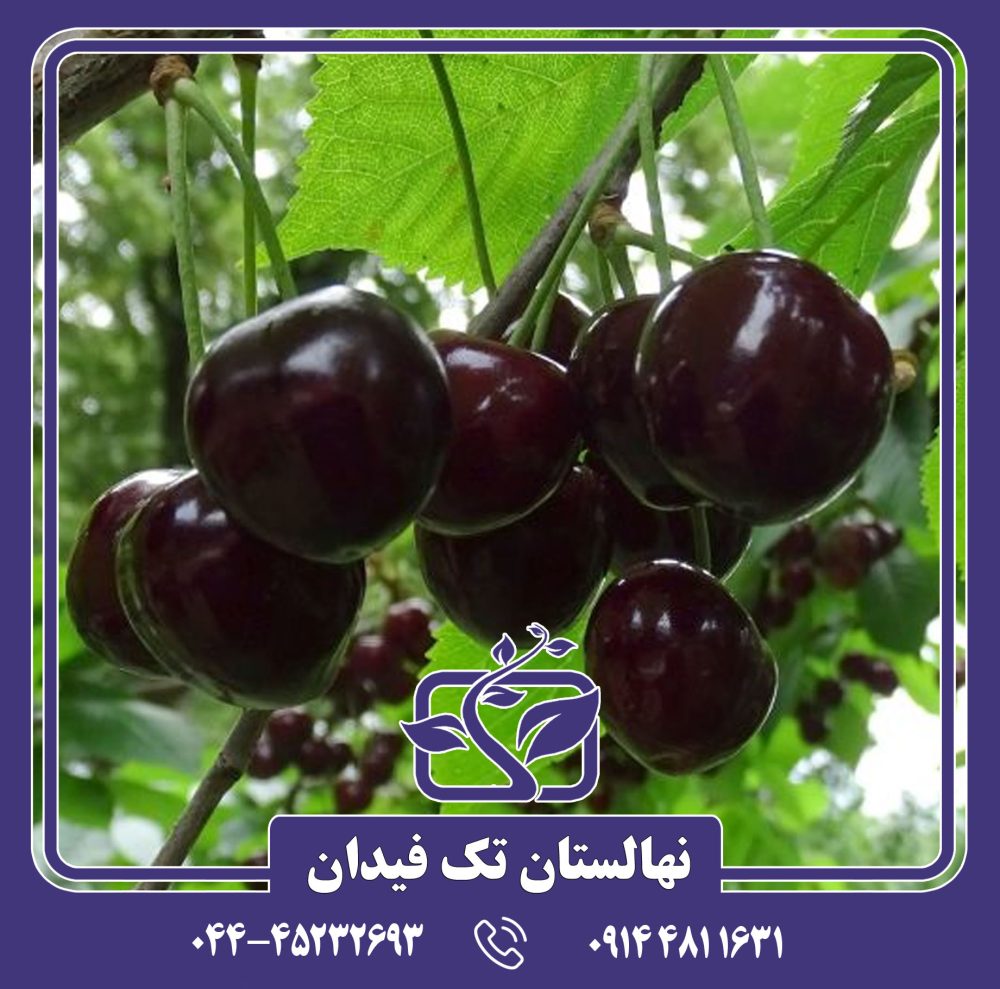 نهال گیلاس کارینا