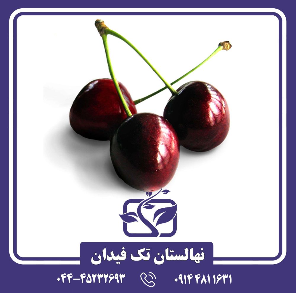 نهال گیلاس کارینا