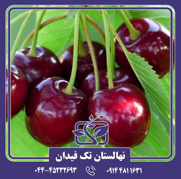 نهال گیلاس کارینا