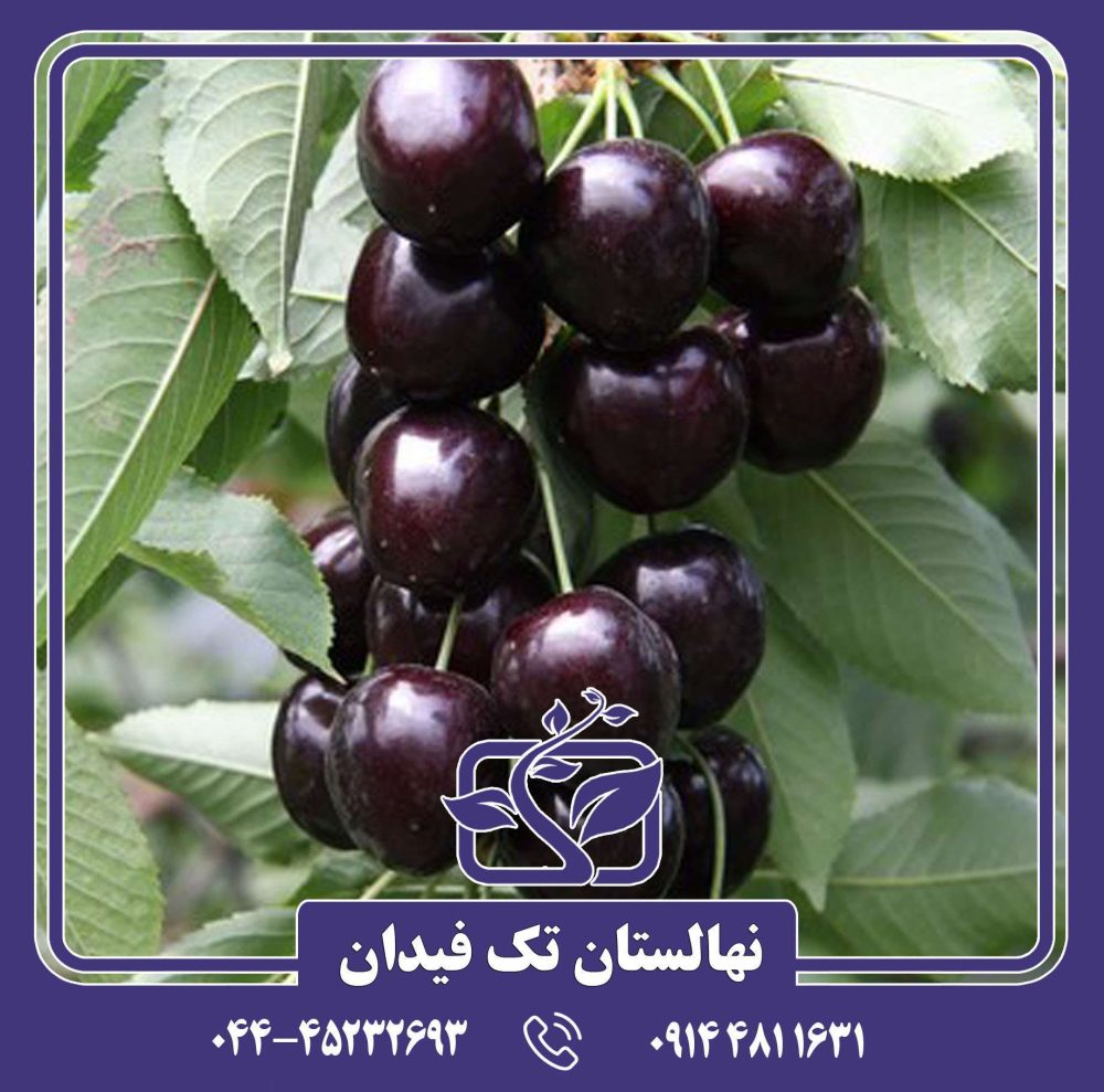 نهال گیلاس کردیا