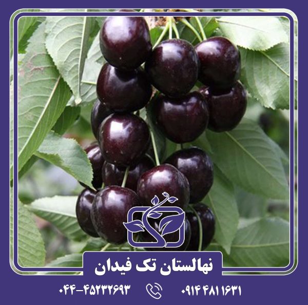 نهال گیلاس کردیا