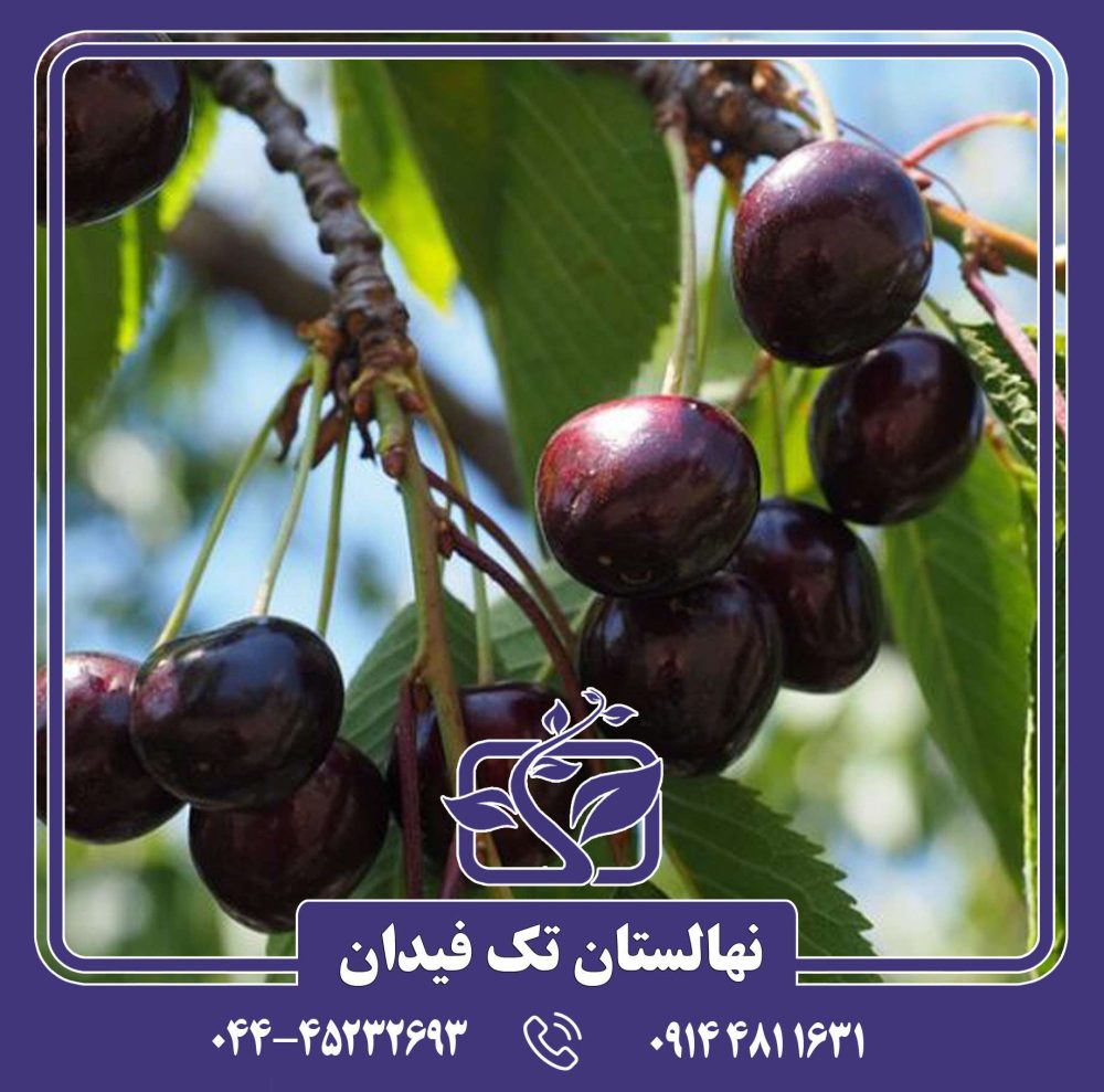 نهال گیلاس کردیا