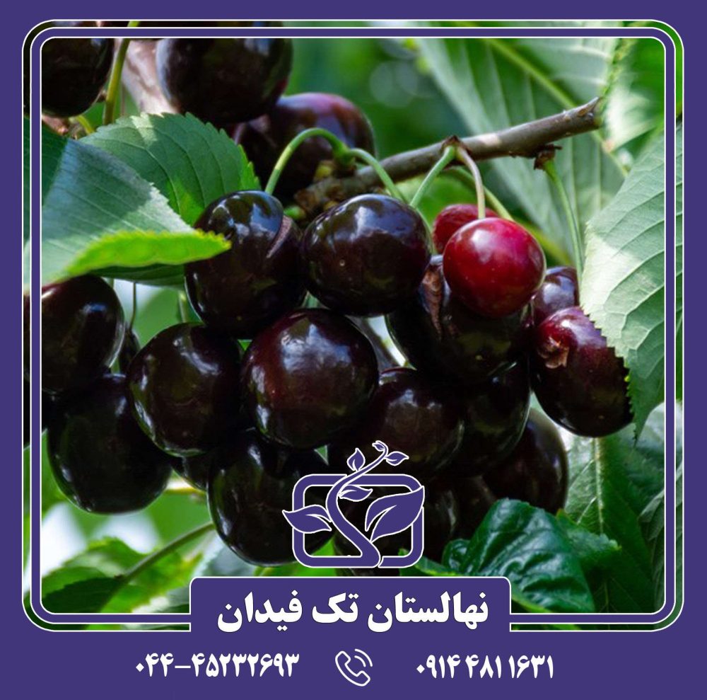 نهال گیلاس کردیا