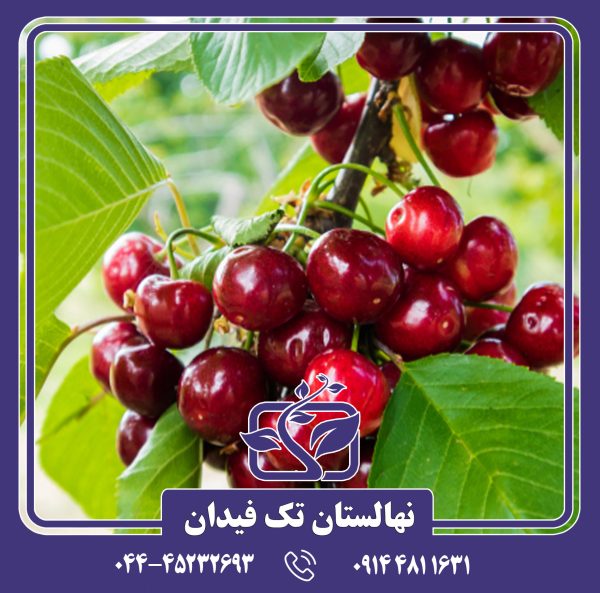 نهال گیلاس کمپکت استلا