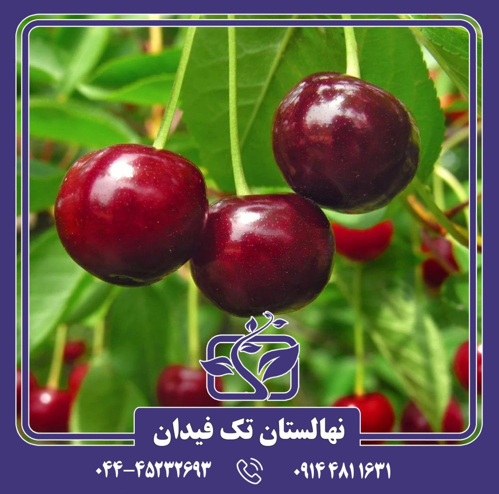 نهال گیلاس کمپکت استلا